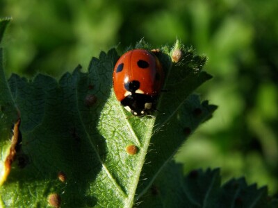 Azijska pamučna štitasta uš