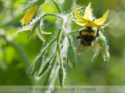 bubamare kao oprašivači