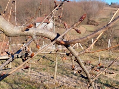 Bubrenje pupoljaka šljiva i krušaka Bubrenje pupoljaka šljiva i krušaka