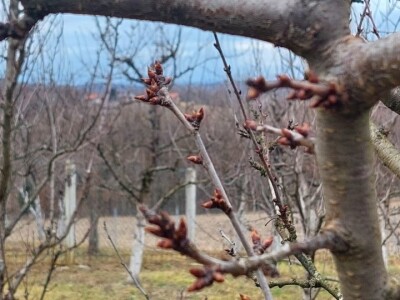 Bubrenje pupoljaka šljiva i krušaka Bubrenje pupoljaka šljiva i krušaka