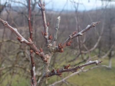 Bubrenje pupoljaka šljiva i krušaka Bubrenje pupoljaka šljiva i krušaka