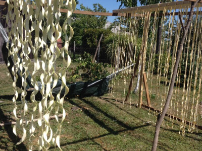 bučini rezanci na Suncu