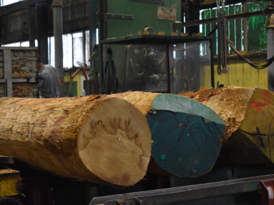 Budući inženjeri drvne tehnologije u tvrtki Spačva i Bjelin