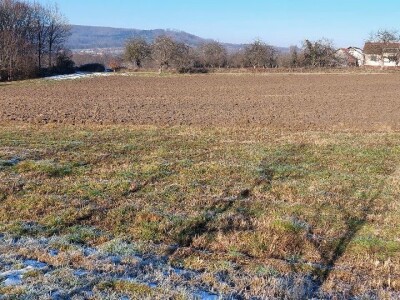 Budući uzgajivač jabuka