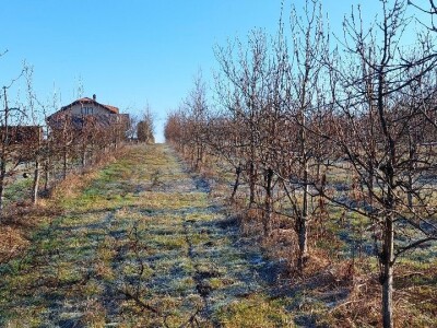 Budući uzgajivač jabuka