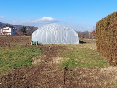 Budući uzgajivač jabuka