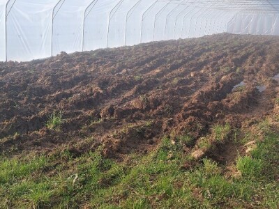 Budući uzgajivač jabuka