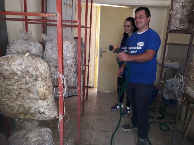 Bukovače iz školskog gljivarnika Bukovače iz školskog gljivarnika