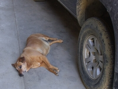 Psi su velika ljubav Psi su velika ljubav