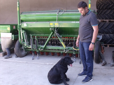 Labradorka spremna za lov Labradorka spremna za lov