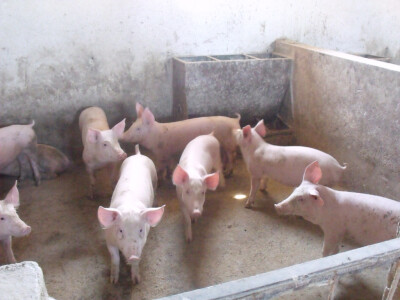 Josip Margić Josip Margić