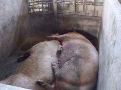 Josip Margić Josip Margić