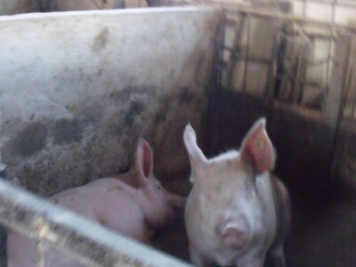 Josip Margić Josip Margić