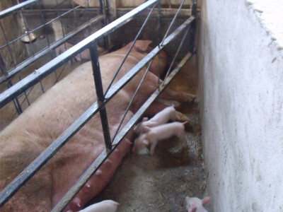 Josip Margić Josip Margić