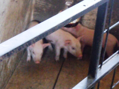 Josip Margić Josip Margić