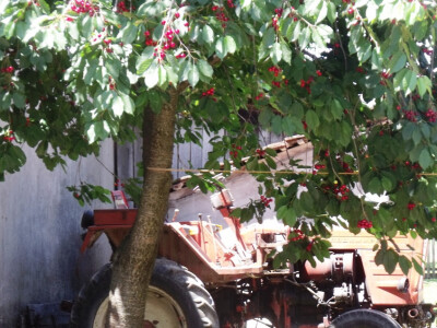 Zadružna kuća i dom Ivice Ćosića Bukvina