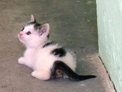 Zadružna kuća i dom Ivice Ćosića Bukvina