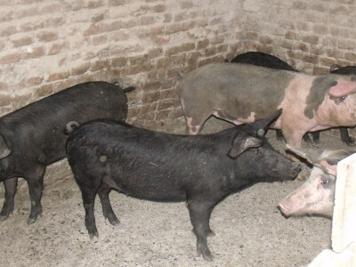 Zadružna kuća i dom Ivice Ćosića Bukvina