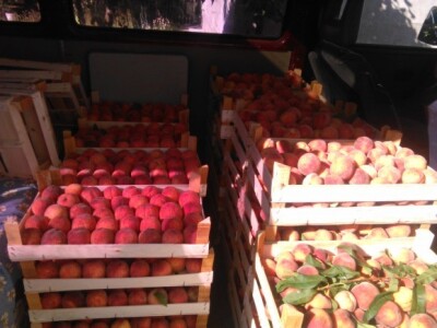 Bulovici uzgajaju i breskve Bulovici uzgajaju i breskve