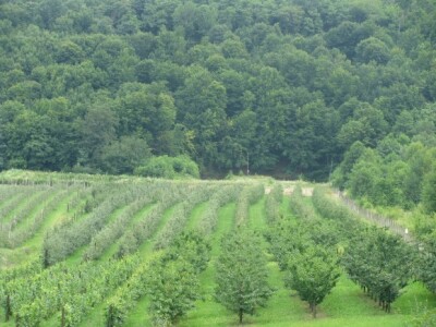 Vocnjak obitelji Bulovic Vocnjak obitelji Bulovic