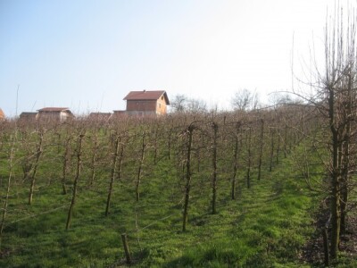 Jabuke u gustom nasadu Jabuke u gustom nasadu