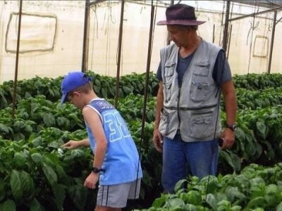 Bumbari oprašivači