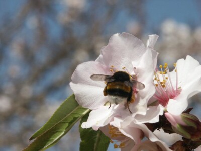 Bumbari oprašivači