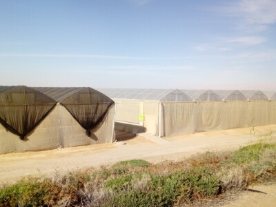 Bumbari oprašivači