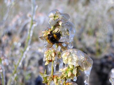 Bumbari oprašivači