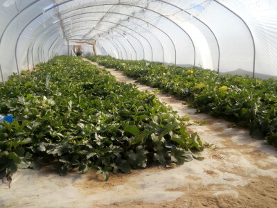 Bumbari oprašivači