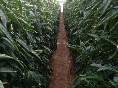 Bumbari oprašivači