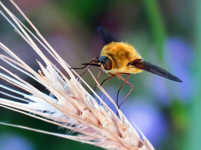 Promatranje ptica Promatranje ptica