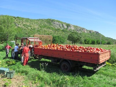 Ubrane bundeve na imanju OPG Plazibat u Općini Muć