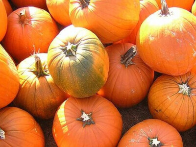 Bundeve OPG Plazibat u Postinju Donjem Muć