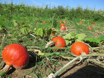 Bundeve na imanju OPG Plazibat u dalmatinskom zaobalju