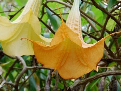 Brugmansia aurea