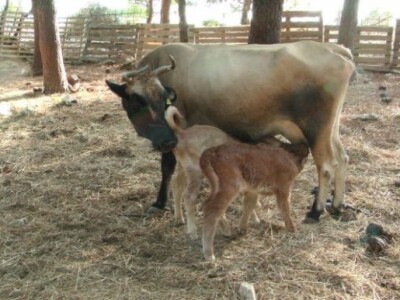 OPG Ilar Paskojević