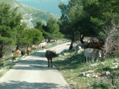 OPG Ilar Paskojević