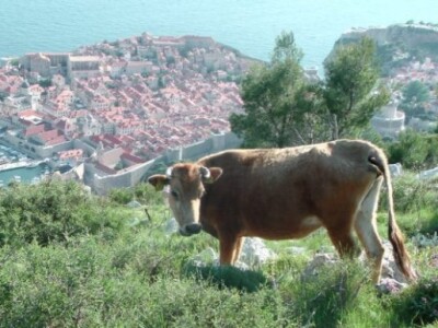 OPG Ilar Paskojević