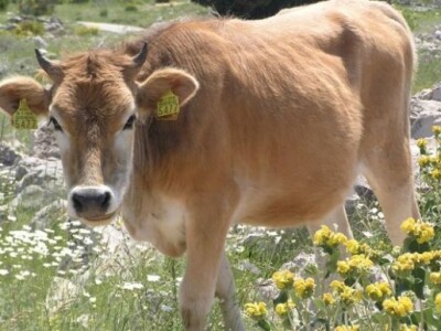 OPG Ilar Paskojević