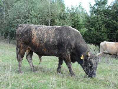 OPG Biserka Starčević