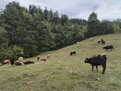 Bušama spasili porodično imanje