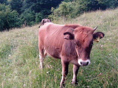 Bušama spasili porodično imanje