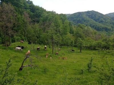 Bušama spasili porodično imanje