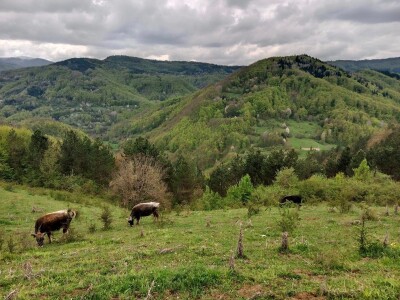 Bušama spasili porodično imanje