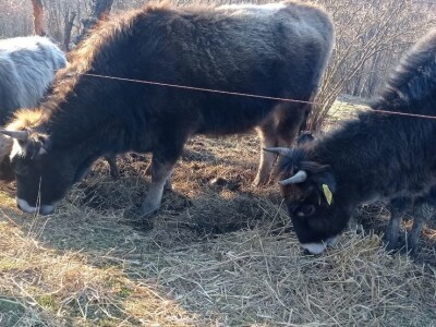 Bušama spasili porodično imanje