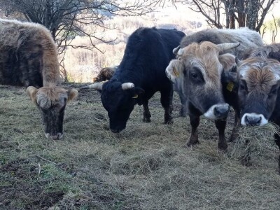 Bušama spasili porodično imanje
