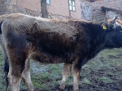 Bušama spasili porodično imanje