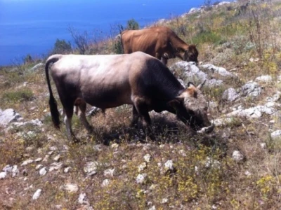 Krave Buše na paši u dalmatinskom kršu