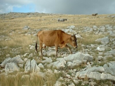 Krave buše na ispaši u dalmatinskom kršu